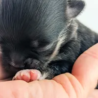 Cole, a male Chihuahua for sale in Portland, OR – Photo 10 of 10