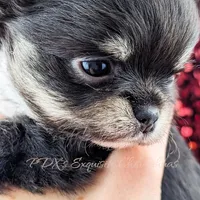 Cole, a male Chihuahua for sale in Portland, OR – Photo 7 of 10