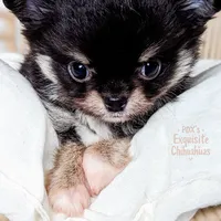 Cole, a male Chihuahua for sale in Portland, OR – Photo 2 of 10