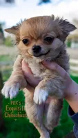 Anna, a female Chihuahua for sale in Portland, OR – Photo 3 of 3