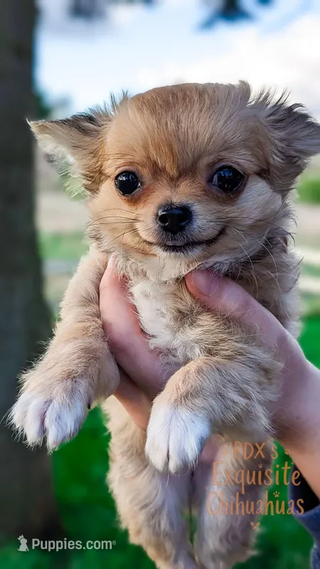 Anna – Chihuahua puppy for sale in Portland, OR