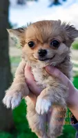 Anna, a female Chihuahua for sale in Portland, OR – Photo 1 of 3