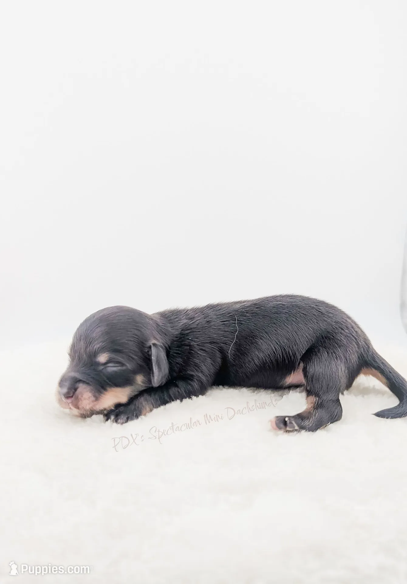 Acorn, a male Miniature Dachshund for sale in Portland, OR – Photo 8 of 10