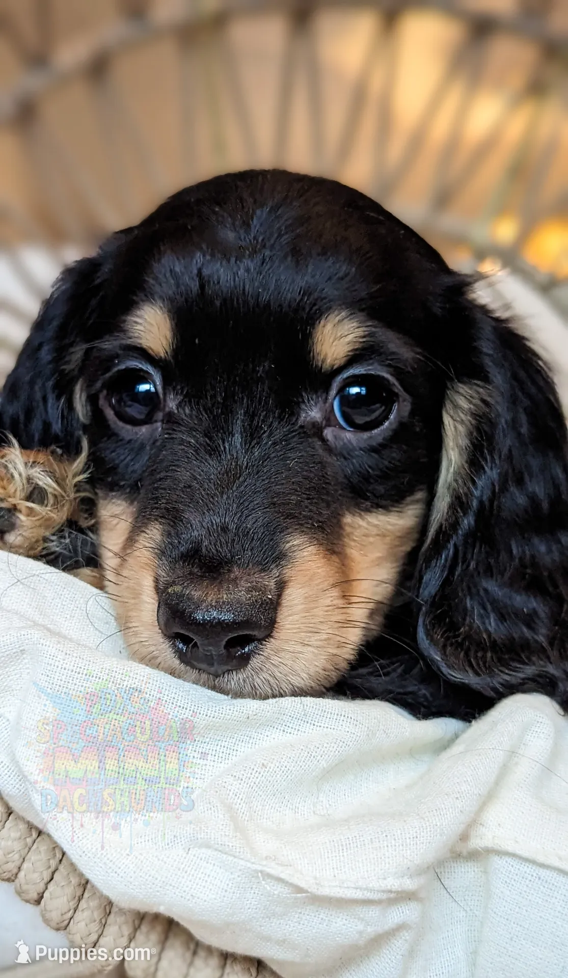 Acorn, a male Miniature Dachshund for sale in Portland, OR – Photo 3 of 10