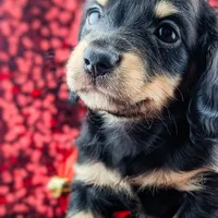 Acorn, a male Miniature Dachshund for sale in Portland, OR – Photo 6 of 10