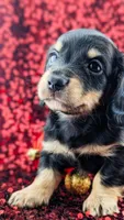 Acorn, a male Miniature Dachshund for sale in Portland, OR – Photo 6 of 10