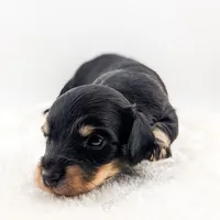 Acorn, a male Miniature Dachshund for sale in Portland, OR – Photo 9 of 10