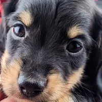 Acorn, a male Miniature Dachshund for sale in Portland, OR – Photo 5 of 10