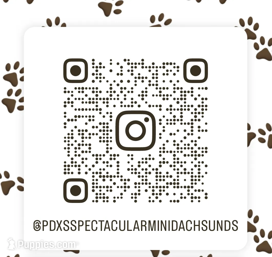 Acorn, a male Miniature Dachshund for sale in Portland, OR – Photo 10 of 10