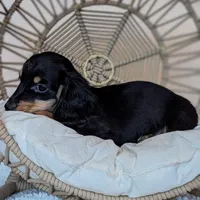 Acorn, a male Miniature Dachshund for sale in Portland, OR – Photo 4 of 10