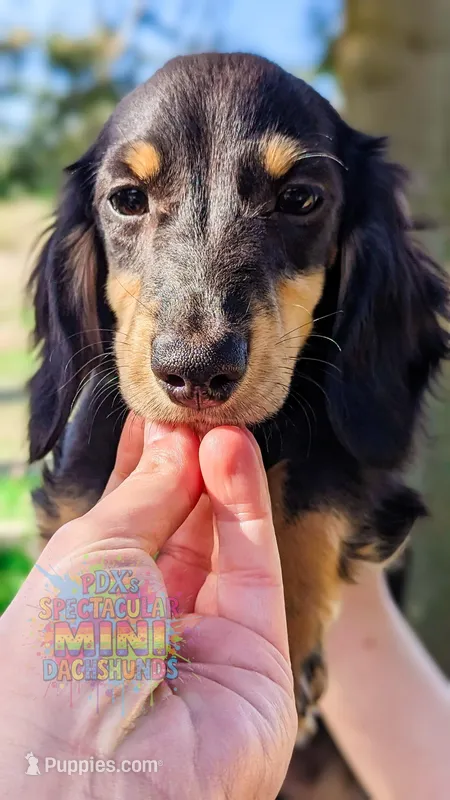 Acorn – Miniature Dachshund puppy for sale in Portland, OR