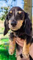 Acorn, a male Miniature Dachshund for sale in Portland, OR – 2 of 10