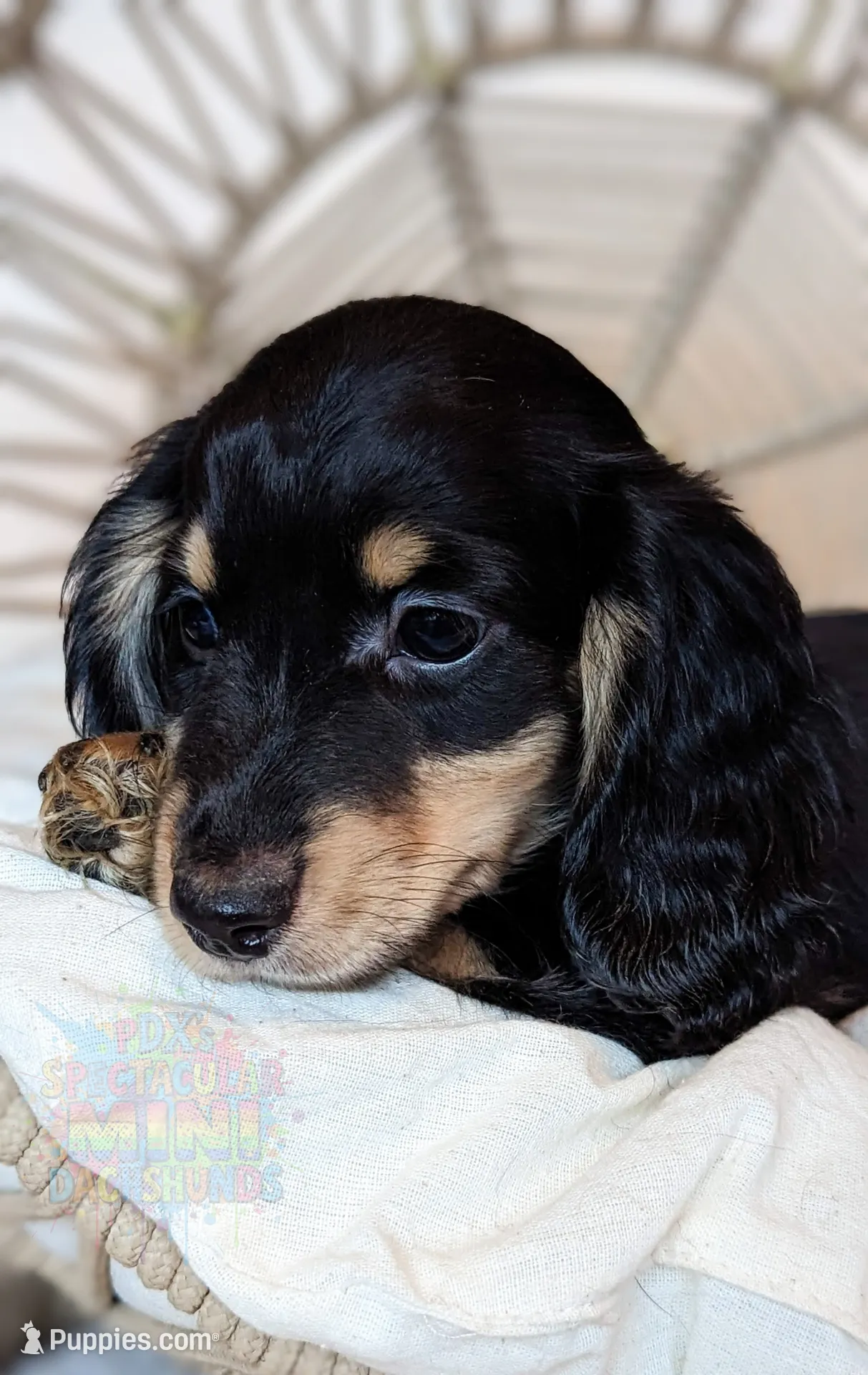 Acorn, a male Miniature Dachshund for sale in Portland, OR – Photo 2 of 10