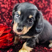 Acorn, a male Miniature Dachshund for sale in Portland, OR – Photo 7 of 10