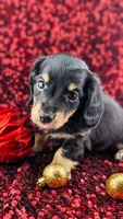 Acorn, a male Miniature Dachshund for sale in Portland, OR – Photo 7 of 10