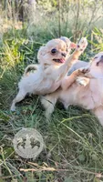 Anna, a female Chihuahua for sale in Portland, OR – 4 of 8