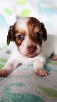 JoJo, a male Miniature Dachshund for sale in Portland, OR – 6 of 9