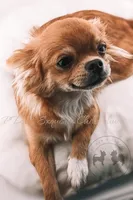 Vixey, a female Chihuahua for sale in Portland, OR – Photo 5 of 5