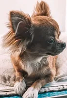 Vixey, a female Chihuahua for sale in Portland, OR – Photo 4 of 5