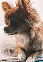 Vixey, a female Chihuahua for sale in Portland, OR – Photo 3 of 5