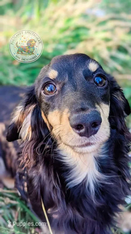 Acorn – Miniature Dachshund puppy for sale in Portland, OR