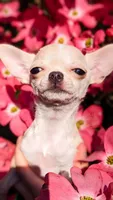 Elsa, a female Chihuahua for sale in Portland, OR – 5 of 7