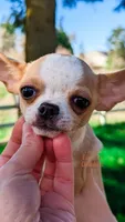 Pinkie Pie, a male Chihuahua for sale in Portland, OR – Photo 2 of 10