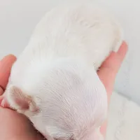 Pinkie Pie, a male Chihuahua for sale in Portland, OR – Photo 10 of 10