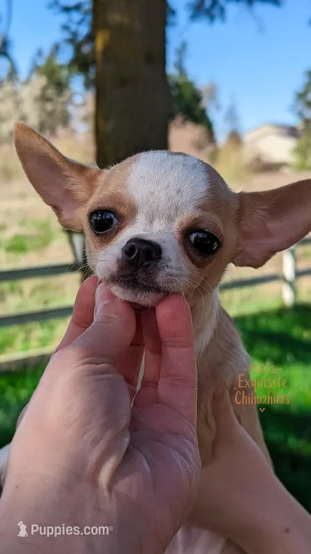 Pinkie Pie – Chihuahua puppy for sale in Portland, OR