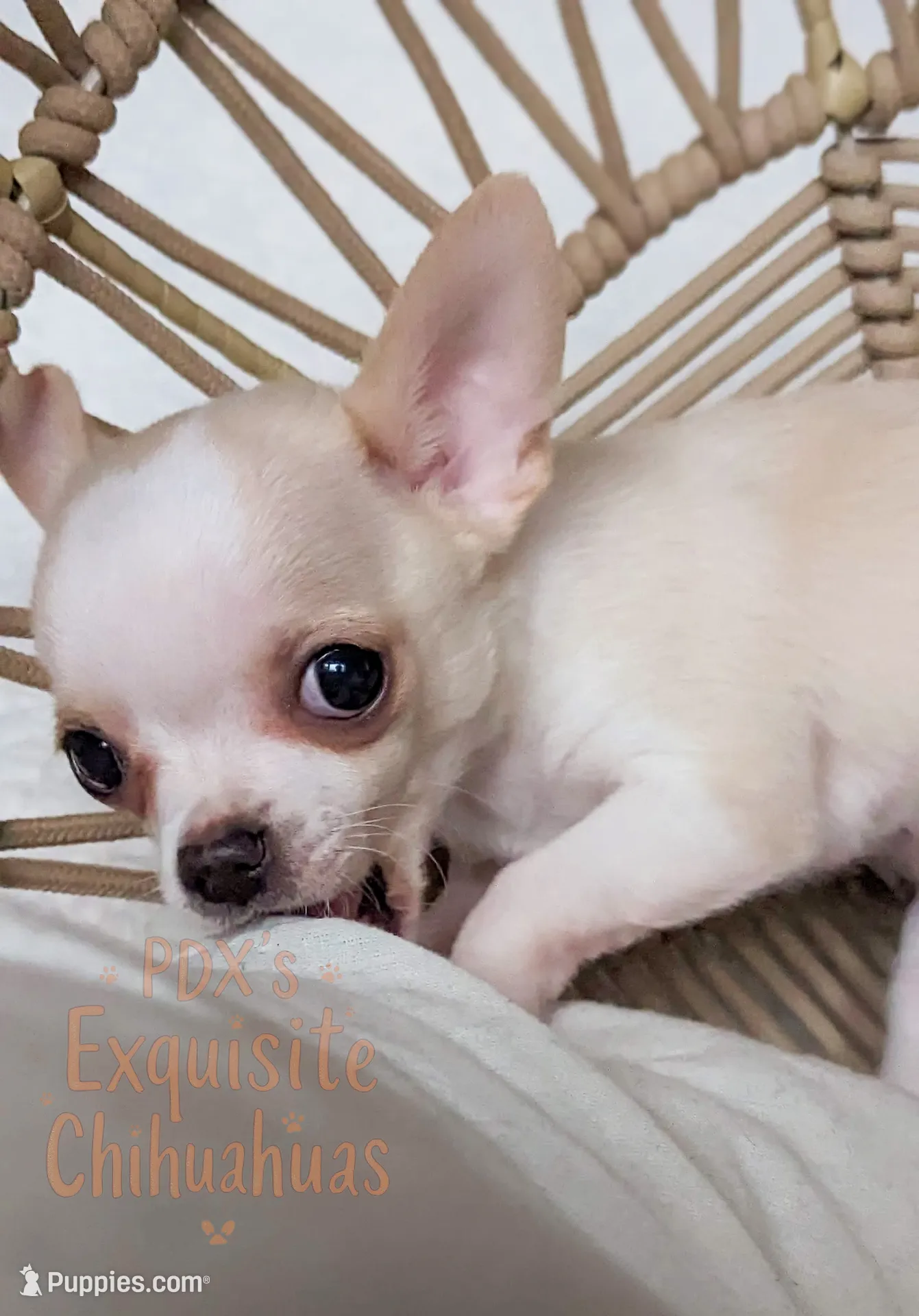 processed/979be412-73d7-4953-9388-3a652b7a6a6f/listing/73f037cd-e791-45fe-b619-bb2b3a695948/7279713e-6192-4152-b563-25cbfd62096c