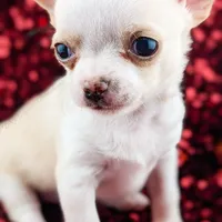 Pinkie Pie, a male Chihuahua for sale in Portland, OR – Photo 7 of 10