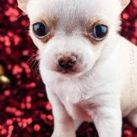 Pinkie Pie, a male Chihuahua for sale in Portland, OR – Photo 4 of 10