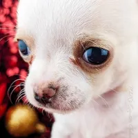 Pinkie Pie, a male Chihuahua for sale in Portland, OR – Photo 5 of 10