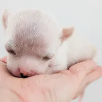 Pinkie Pie, a male Chihuahua for sale in Portland, OR – Photo 8 of 10