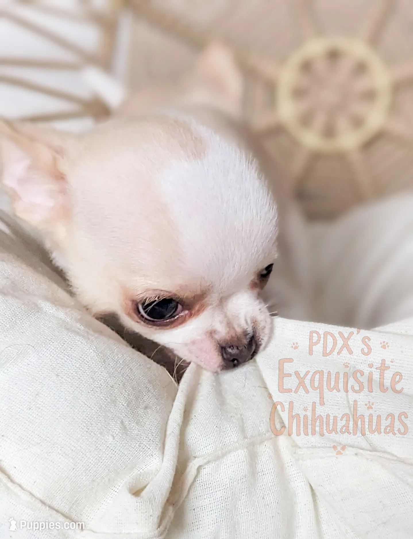 processed/979be412-73d7-4953-9388-3a652b7a6a6f/listing/73f037cd-e791-45fe-b619-bb2b3a695948/e99ee27f-bda7-4415-a745-91dc39782186