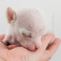 Pinkie Pie, a male Chihuahua for sale in Portland, OR – Photo 9 of 10
