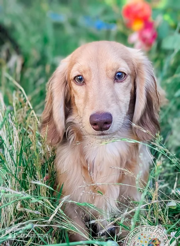 Chestnut – Miniature Dachshund puppy for sale in Portland, OR