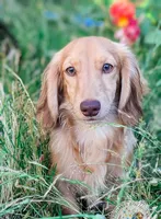 Chestnut, a male Miniature Dachshund for sale in Portland, OR – 1 of 10