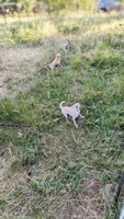 Elsa, a female Chihuahua for sale in Portland, OR – 9 of 10