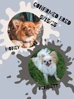 Ashi, a female Chihuahua for sale in Portland, OR – Photo 10 of 10