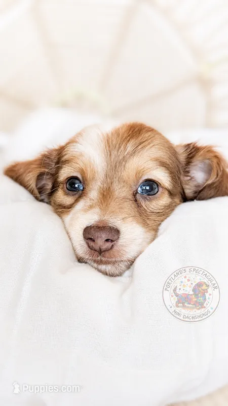 JoJo – Miniature Dachshund puppy for sale in Portland, OR