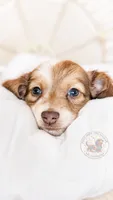 JoJo, a male Miniature Dachshund for sale in Portland, OR – 1 of 9