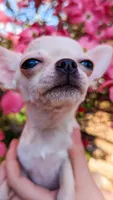 Elsa, a female Chihuahua for sale in Portland, OR – 3 of 7