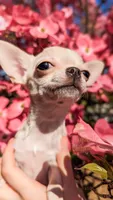 Elsa, a female Chihuahua for sale in Portland, OR – 6 of 7