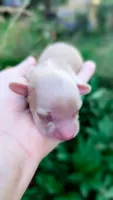 Agate, a male Miniature Dachshund for sale in Portland, OR – 7 of 10