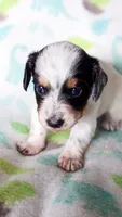 Max Jr, a male Miniature Dachshund for sale in Portland, OR – 4 of 10