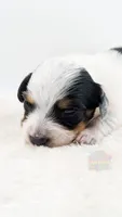 Max Jr, a male Miniature Dachshund for sale in Portland, OR – 9 of 10