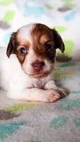 JoJo, a male Miniature Dachshund for sale in Portland, OR – 8 of 9