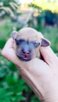 Amber, a male Miniature Dachshund for sale in Portland, OR – 10 of 10