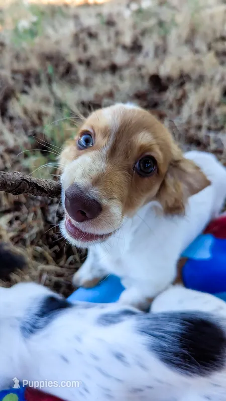 JoJo – Miniature Dachshund puppy for sale in Portland, OR
